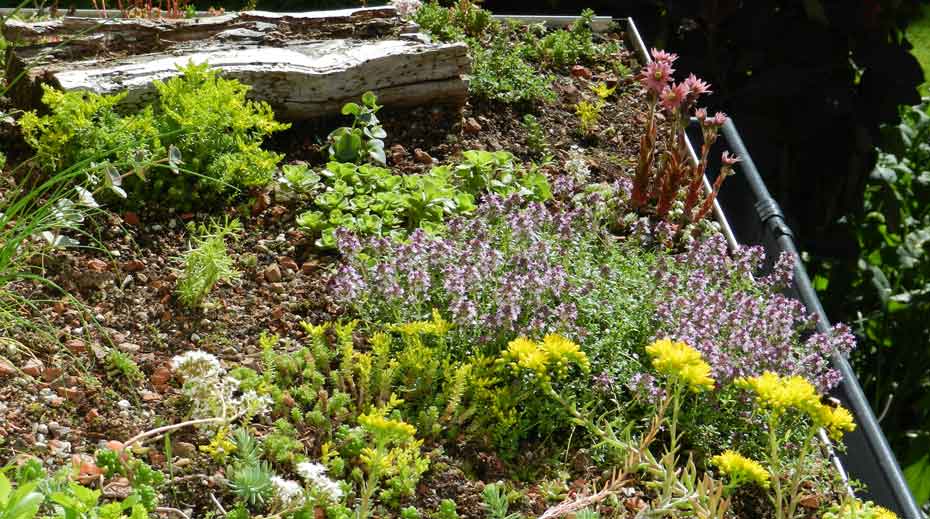 Image showcasing Small Green Roof Sheffield | Whitehead and Parkin Architects